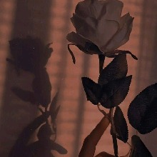 Guest_Clara1237781