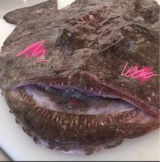 monkfish
