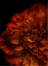 Guest_kokoly