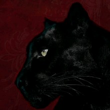 immagine avatar