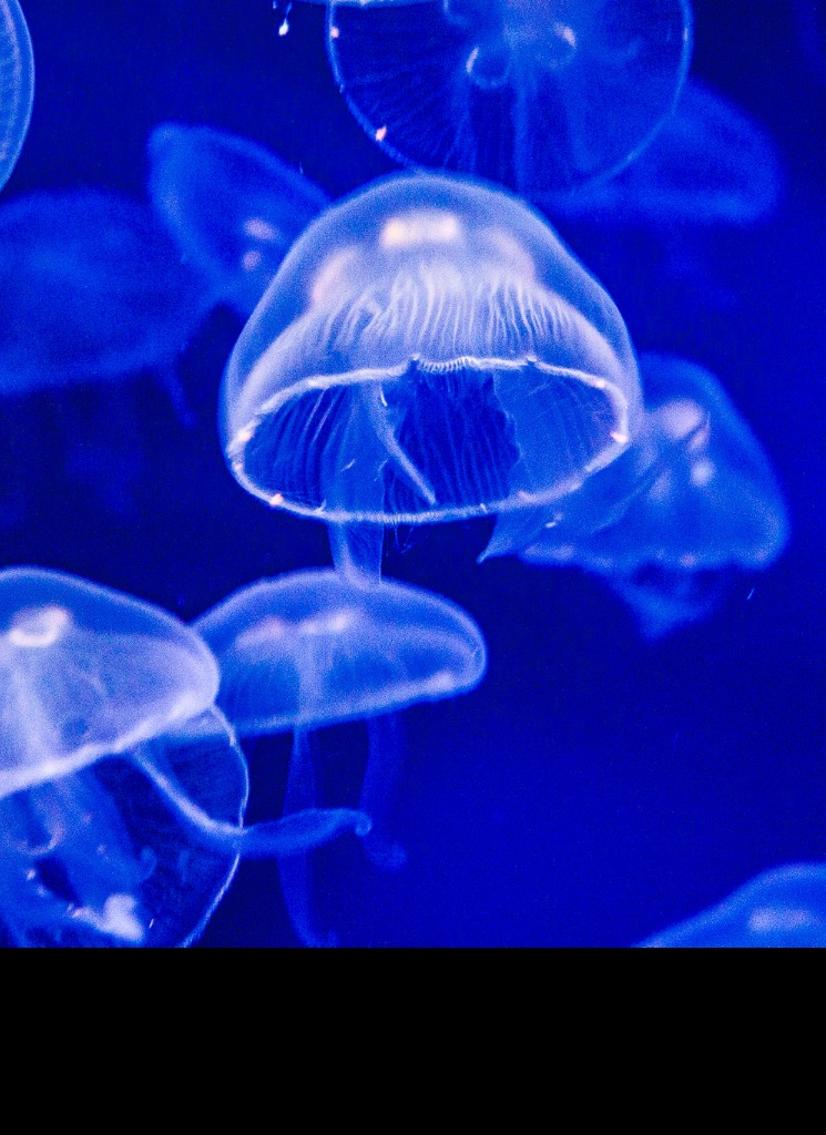 ZedTheJellyfish