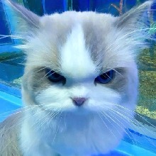 avatar resmi