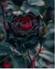 Guest_moonstone25