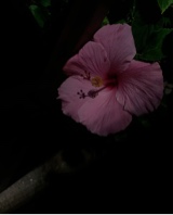 Guest_alys50
