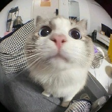 Guest_BlackCat45