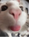 Guest_xxRip