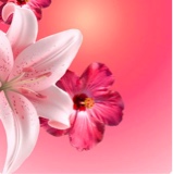 Guest_olivia533789