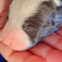 Guest_Moranguinho322528