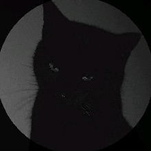 Guest_Fasz00