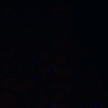 Guest_Krompir1