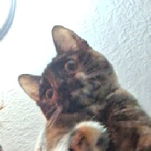 Guest_Jujubug4