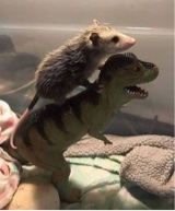 Guest_TrashRat1