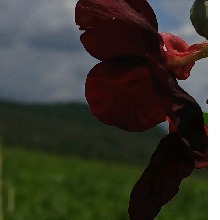 صورة الـavatar