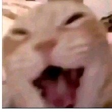 Guest_Guruppy1