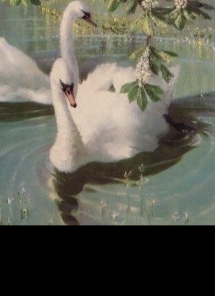Guest_Swan951369