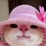 Guest_Arianhd