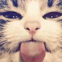 Guest_Nutsbi