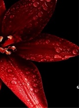 Guest_LovelyJules