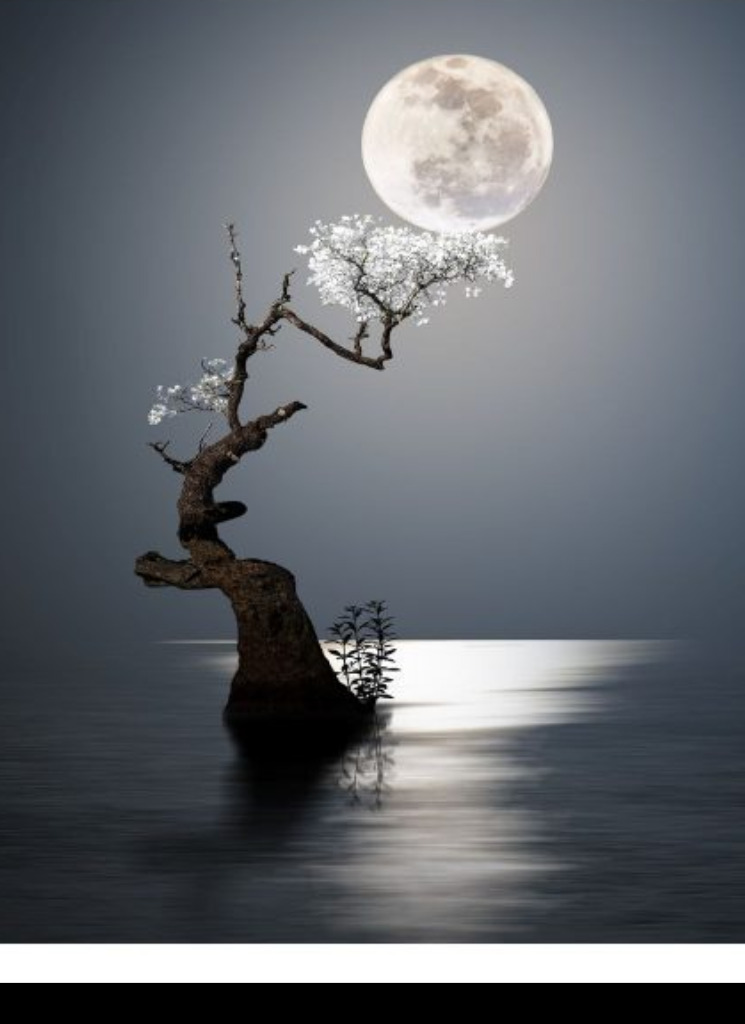 Guest_SweetMystic1