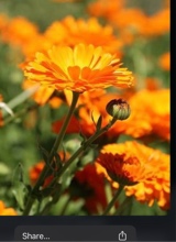 Guest_Yanna388240