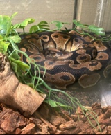 Guest_FLboitolit