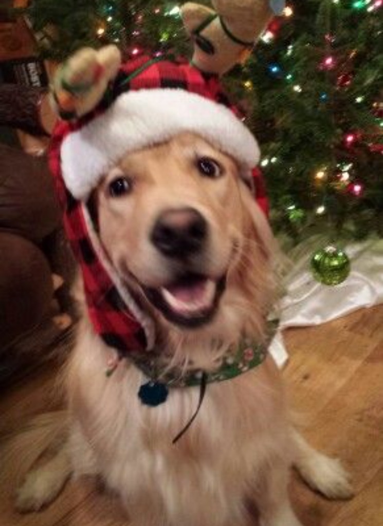 chromapuppy