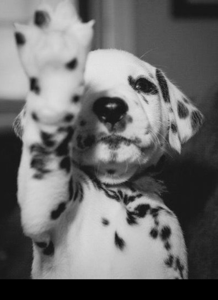 chromapuppy