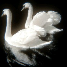 Guest_Cindy524340
