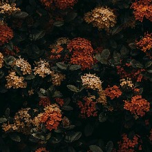 Guest_Roxiii3