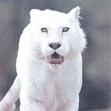 Guest_NndiinnSafitri