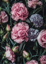Guest_Eule6