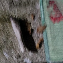 Guest_ment4allys1ck