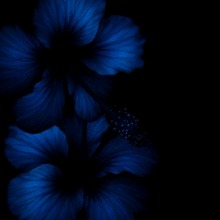Guest_Iris201528