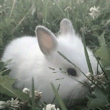 Guest_Bunnyx29