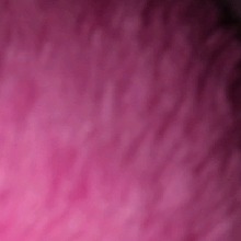 Guest_Pinkie315057