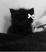 spoiledkitti