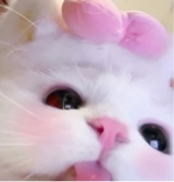 spoiledkitti