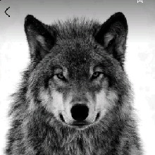 Guest_LOBO98358