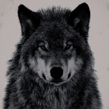 Guest_LOBO98358