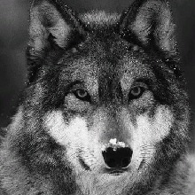 Guest_LOBO98358