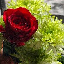 Guest_q519223