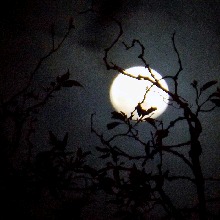 Guest_moon119435