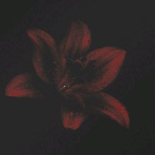 Guest_Persezi