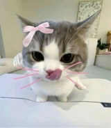 Guest_Tina284382