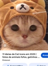 Guest_gatinho24