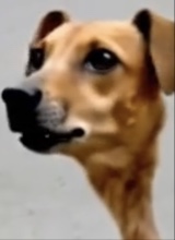 Guest_tijolo