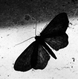 Guest_Mothsick