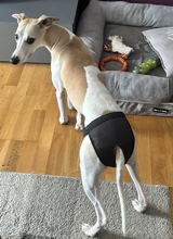 Guest_sammysamu