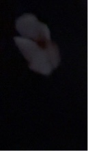 Guest_lille23