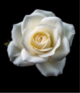 Guest_WhiteRose10